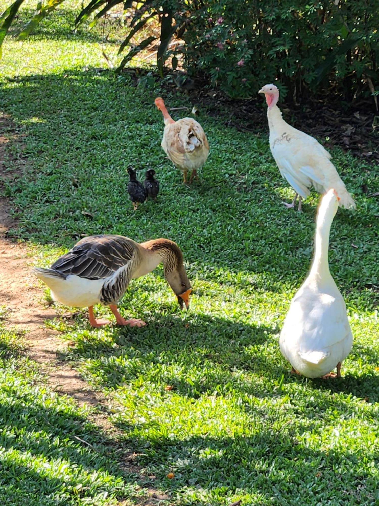 Alojamento de Acomodação e Pequeno-almoço Sítio Belucci Pinhalzinho (Amparo)